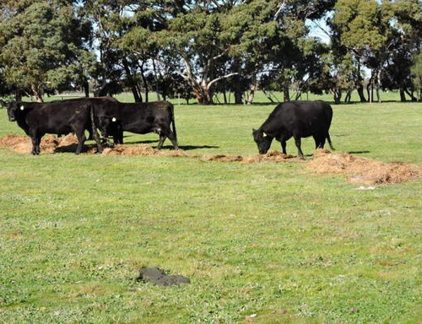 Enhancing Herd Productivity: Key Insights from the 2025 SA Stock Journal Beef Week and Haymate Australia's Efficient Hay Feeding Solutions