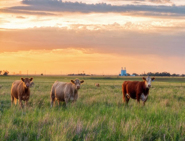 The Importance of Agriculture in Australia